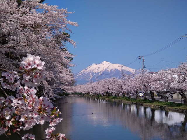 桜2021　弘前公園　津軽藩ねぷた村前より岩木山を臨む