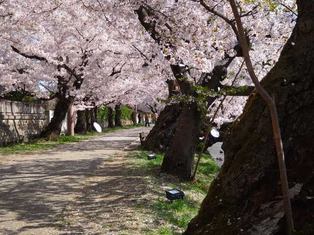 桜2021　弘前公園　花吹雪（西濠にて）