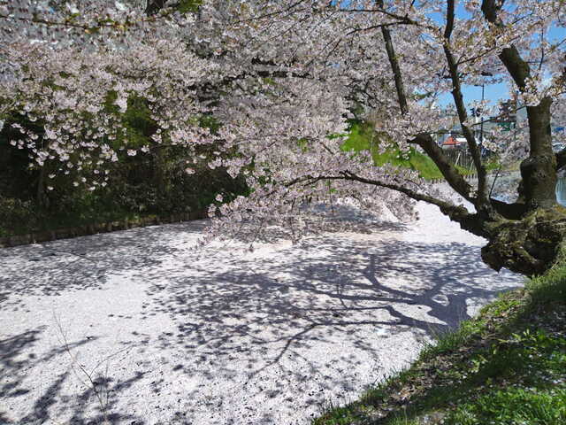 桜2021　弘前公園　花筏（追手門付近の外濠にて）